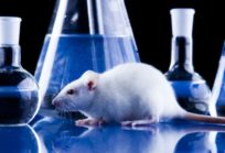 Primer curso de Inducción de Manejo de Animales de laboratorio